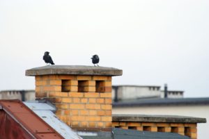 birds on chimney