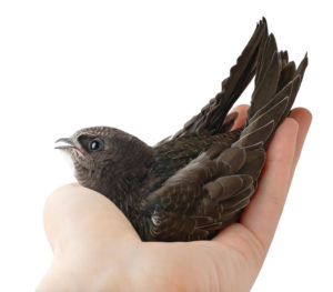 chimney swift in human hand